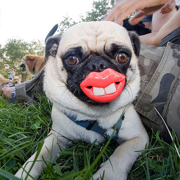 13 PERFECTLY Timed Photos Of Dogs With Their Toys