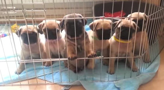 [VIDEO] Stop What You’re Doing And Watch These Adorable Pugs Being The Cutest Dogs EVER!