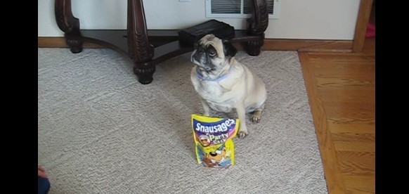 [VIDEO] Angel The Pug Is On Top Of Her Trick Game! Watch How She Earns Her Treats