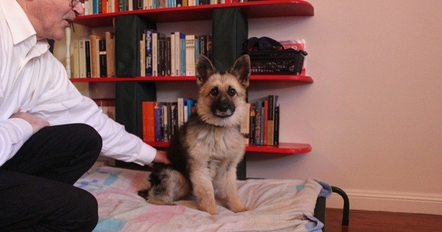 Meet Tiger, An Adorable 3-Year-Old German Shepherd With Dwarfism