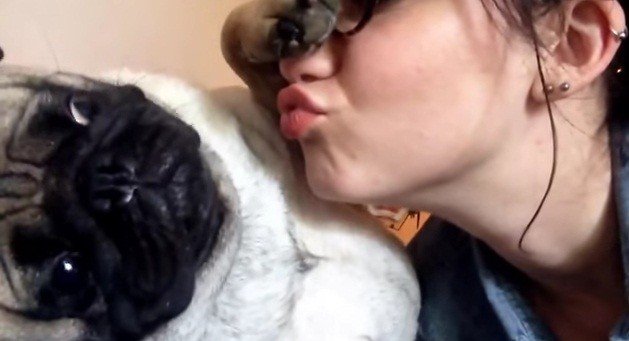 [VIDEO] This Pug Avoids Kisses In The Cutest Way