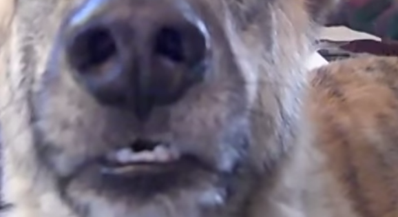 [VIDEO] This Dog Tease Video Is The BEST Thing On The Internet!