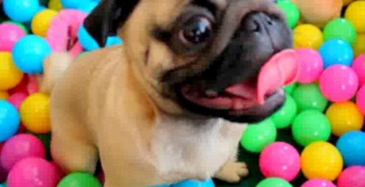 [VIDEO] This Pug Just Got The Worlds BEST Present! Watch What He Does
