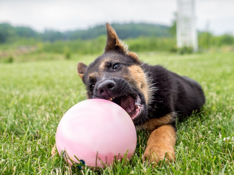 LOL! 8 Common Dog Personalies You’ll Find At Doggy Daycare