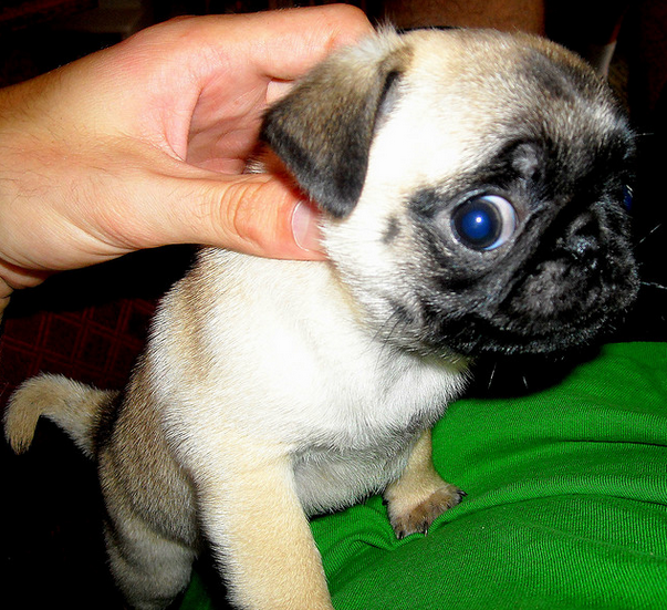 10 Adorable Pug Puppies That Are Killing Us With Cute!