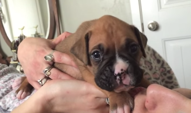 [VIDEO] This 3 Week Old Puppy Trying To Howl Is The Cutest Thing Ever!