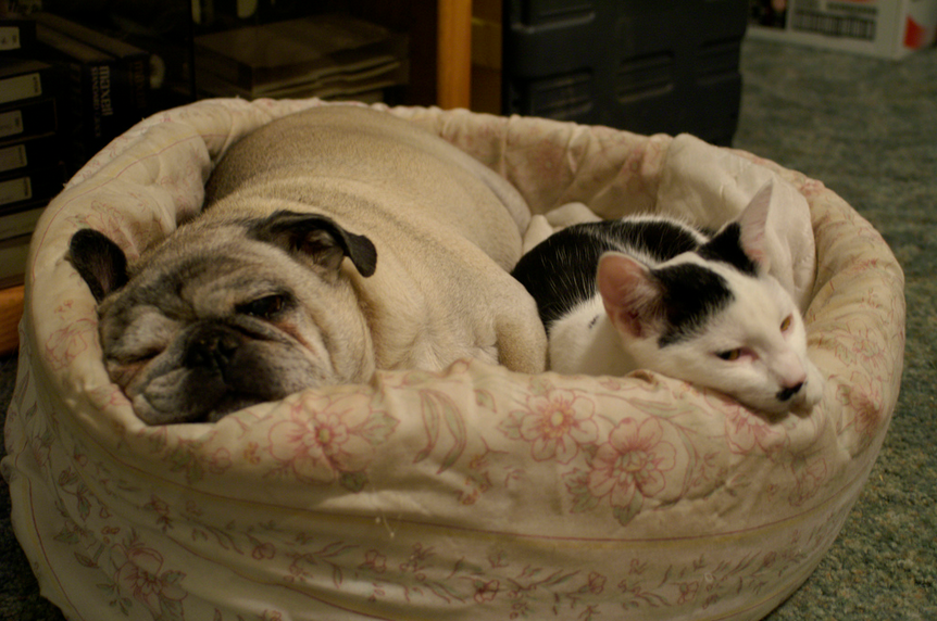 6 Times Cats Used Dogs As Pillows In The Cutest Possible Way!