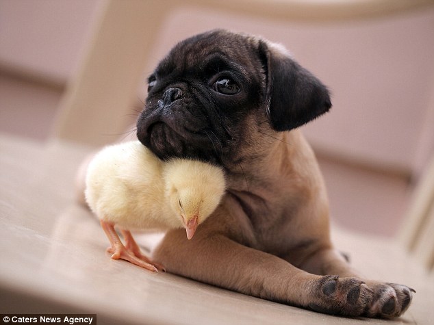 When We Say This Pug Puppy’s BFF Our Hearts Melted…. Cuteness Overload