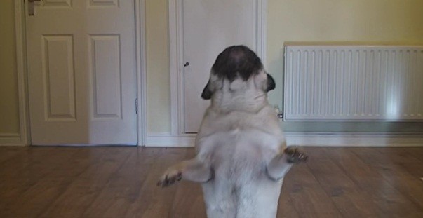 [VIDEO] You Won’t Believe What This Clever Pug Does When His Owner Goes To Work…