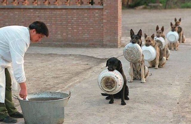 8 Dogs Who Want Their Dinner NOW!