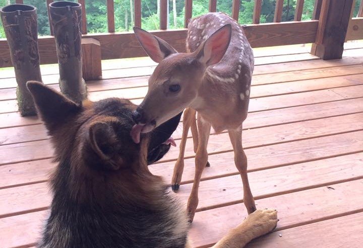 These German Shepherds Befriend an Orphaned Doe Named Ammo