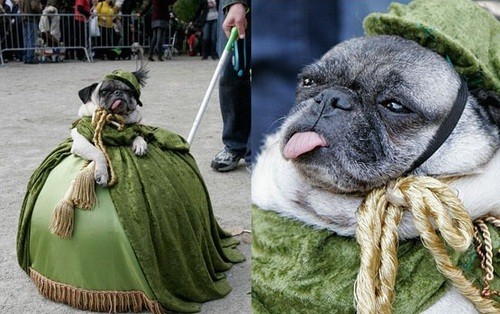 18 Pugs That Are Total Goofballs… And We LOVE It!