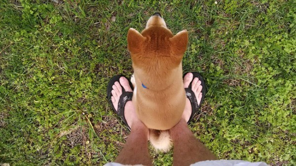 Funny Dog Behaviors That Cannot Be Explained – #2 Made Us LOL!