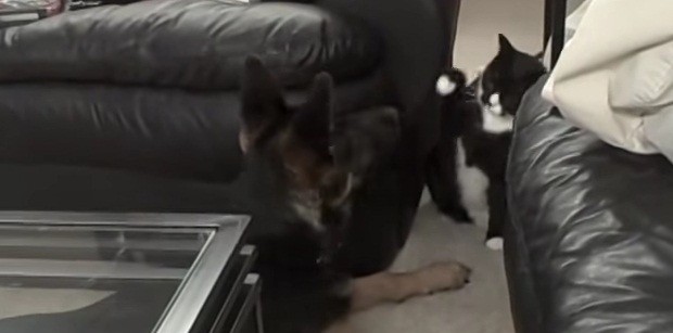 [VIDEO] This Puppy & Cat Boxing Match Is Adorable! It’s Anyone’s Game