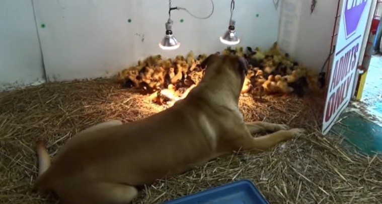 [VIDEO] This Dog Plays Nanny To 200 Baby Ducklings And It’s The Cutest Thing Ever!