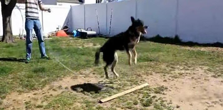 [VIDEO] This Dog Can Double Dutch And It’s INCREDIBLE!