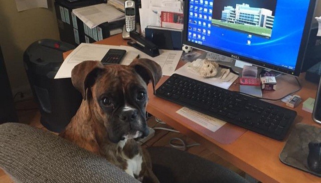 These Cute Office Dogs Want You To Take Them To Work