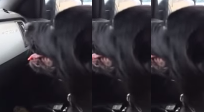 [VIDEO] You Won’t Believe What This Dog Does When His Owner Cools Down The Car!