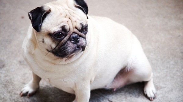Do You Know The Symptoms Of Doggy Heatstroke? Don’t Take Any Chances!