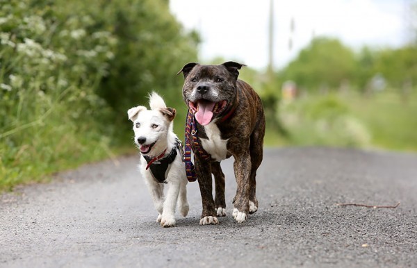 This Pooch Took His ‘Service Dog’ Role To The Next Level And It’s The Sweetest Thing Ever!