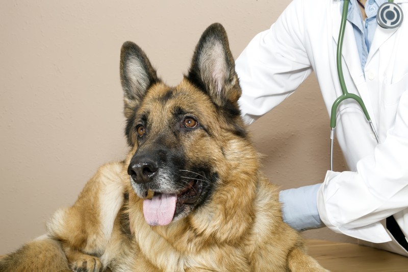 Trying To Find A Good Vet? These Great Tips Will Help You Find The Right One!