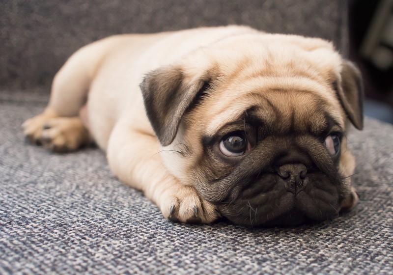 New Puppy? Make Sure You’re Doing These 2 Simple But CRITICAL Things…