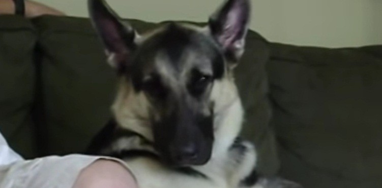 [VIDEO] Watch This German Shepherd Try To Stay Awake: The Struggle Is Real