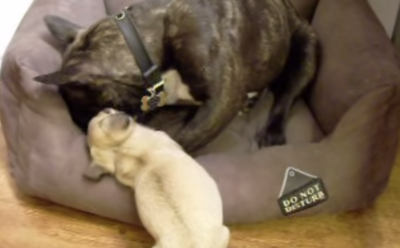 [VIDEO] Awwww…. Watch This Feisty Pug Puppy Take On A French Bulldog
