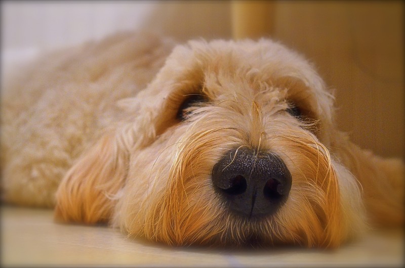 This Sweet Funeral Home Dog Is Bringing Much Needed Comfort For Those Mourning