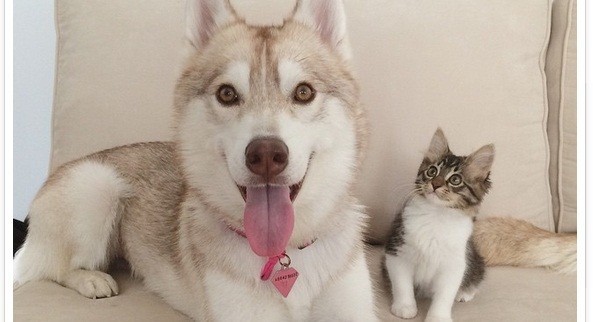 This Sweet Dog Becomes The Foster Mom Of An Unlikely Fur Baby!