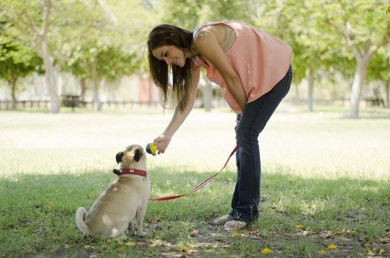 How To Stop Your Dog From Jumping On Your Guests