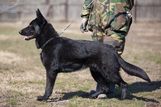 How To Care For Your Dog When Deployed