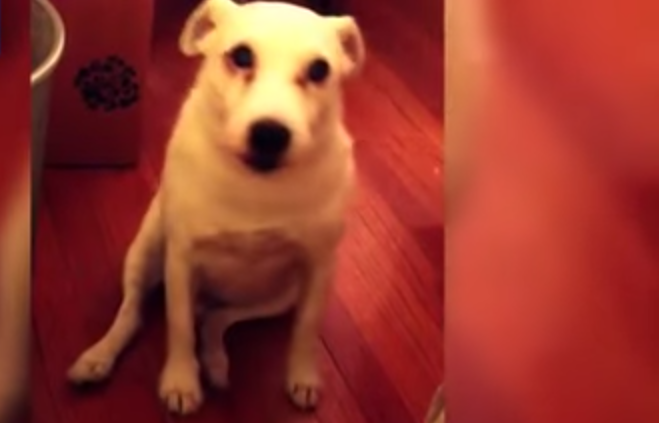 [VIDEO] Watch This Dogs Funny Reaction To Being Caught In The Act