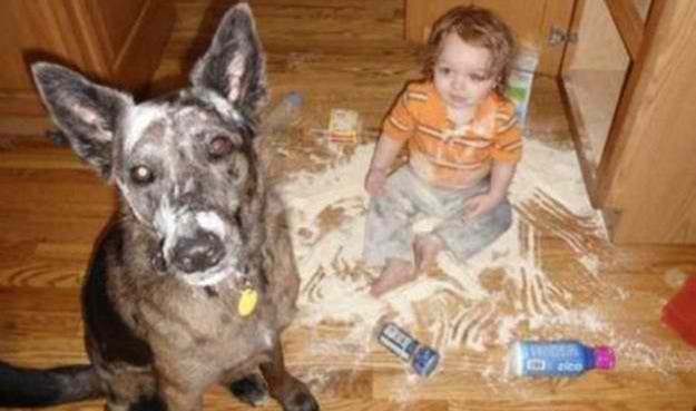 5 Funny Photos That Prove Why Dogs And Kids Can’t Be Left Unattended