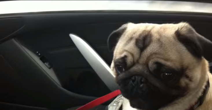 [VIDEO] This Pug Is Going To His Favorite Store And Has Total Happiness Overload!