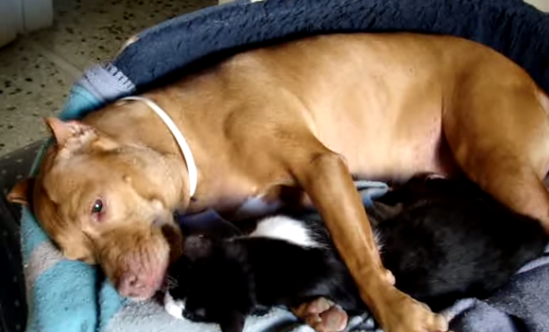[VIDEO] Watch This Cat Give This Dog A Massage – This Is Too Funny!