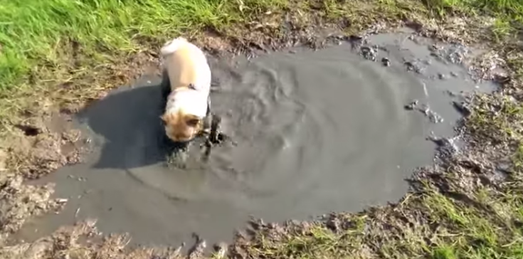 [VIDEO] Snug As A Pug In The Mud….? Watch How Happy This Little Guy Is!