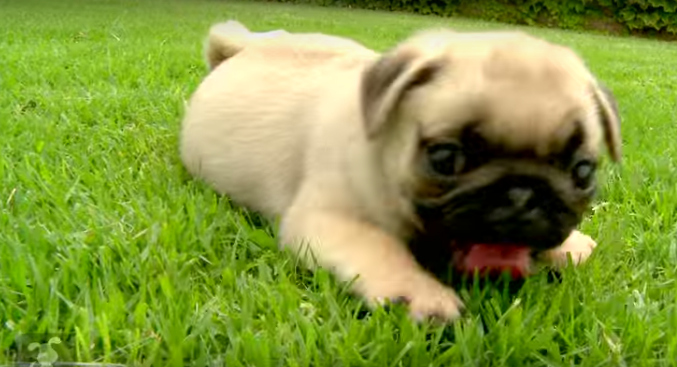 [VIDEO] These Cute Little Pugs Playing Outside Just Melted Our Hearts