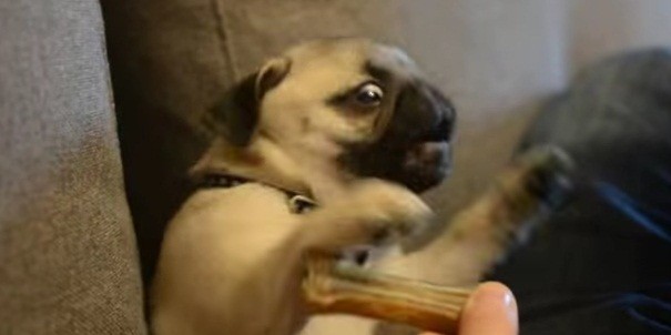 [VIDEO] This Mini Pug Puppy FREAKS Out Over Her First Bone And Its Adorable