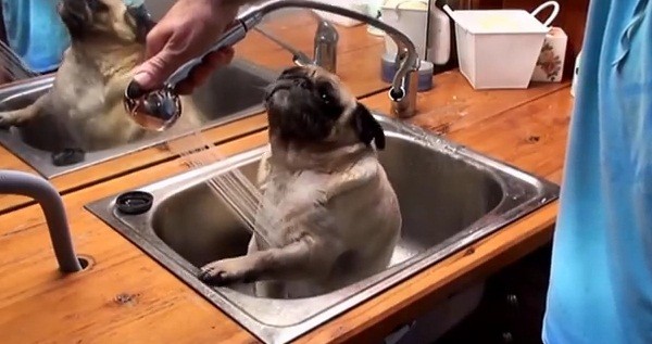 [VIDEO] This Pug LOVES His Bath Time! Watch How He Reacts To The Water!