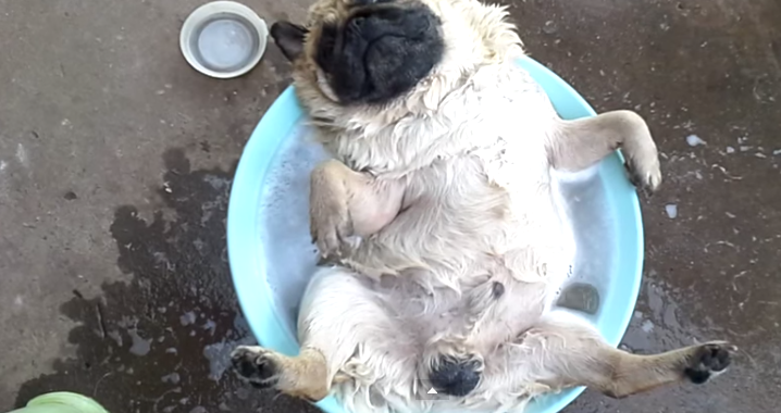 This Pug Is All About Spa Days…And We Don’t Blame Him!
