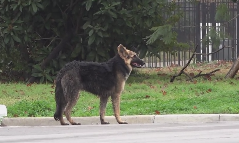 [VIDEO] Watch This Beautiful German Shepherd Get Rescued!