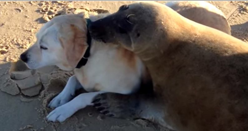 [VIDEO] OMG! This Seal Snuggles A Dog On The Beach Like They’re BFFs!