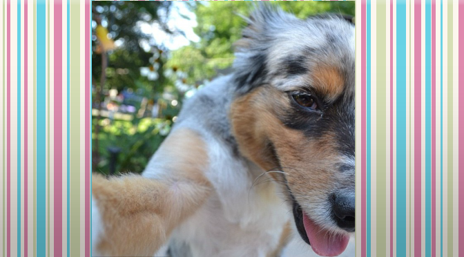12 Dog Selfies That Put Yours To SHAME! ……#12 Is Our Favorite!