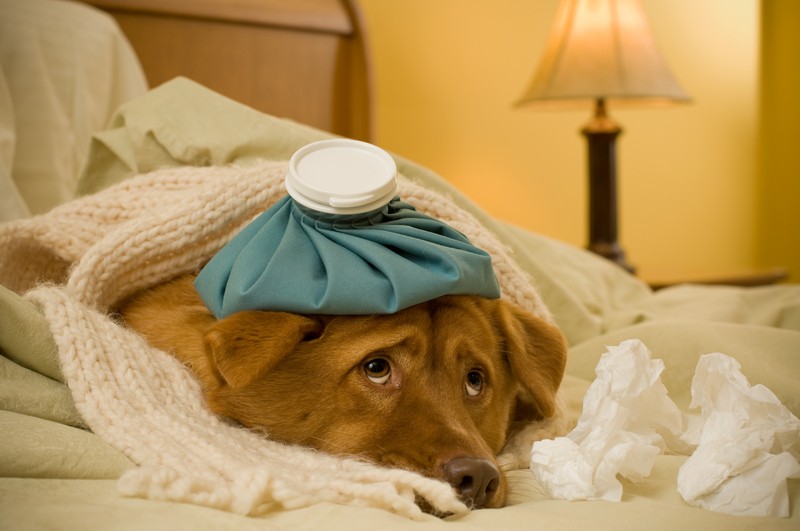 Household Items That Are Very Toxic to Our Pets