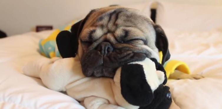 [VIDEO] This Adorable Pugs Bedtime Routine Is Absolutely Adorable
