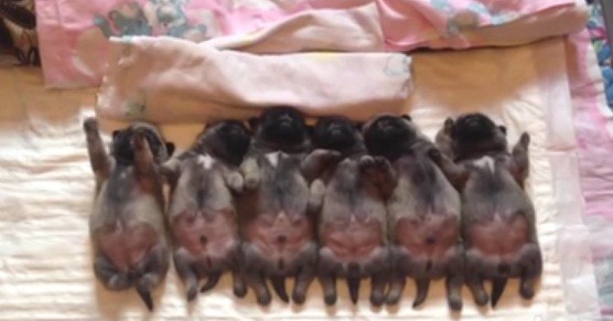 [VIDEO] This Wiggling Line Up Of Mini Pug Puppies Is The Cutest Thing Ever!