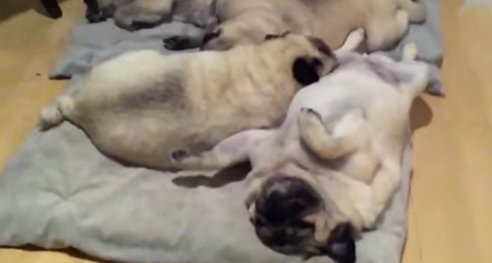 [VIDEO] This Pile Of Pugs Are Living The Good Life – And We’re Jealous!