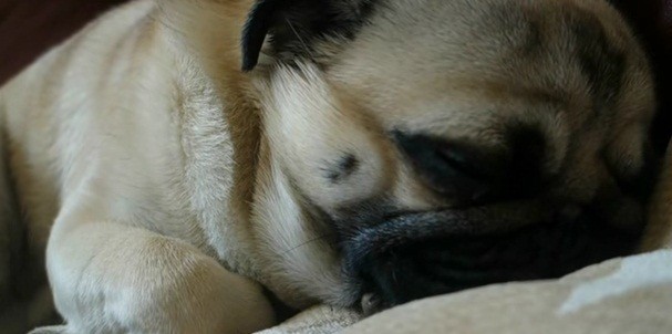 [VIDEO] Does Your Pug Have These Funny Habits Too? So Funny!