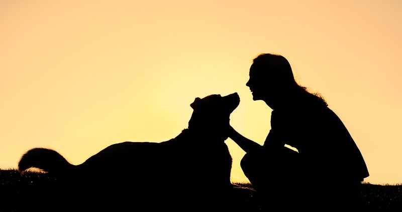 Do Dogs Respond To Our Voice Or Our Words? You Might Be Surprised!